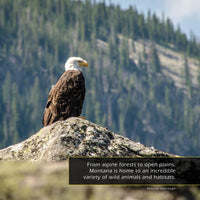Animals of Montana! A My Incredible World Picture Book for Children