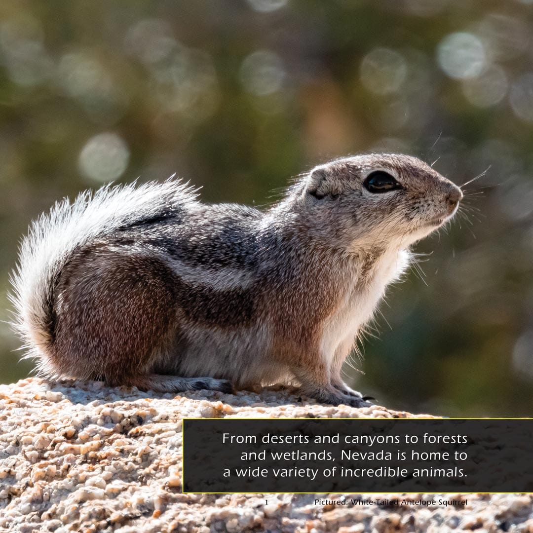 Animals of Nevada! A My Incredible World Picture Book for Children