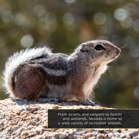 Animals of Nevada! A My Incredible World Picture Book for Children