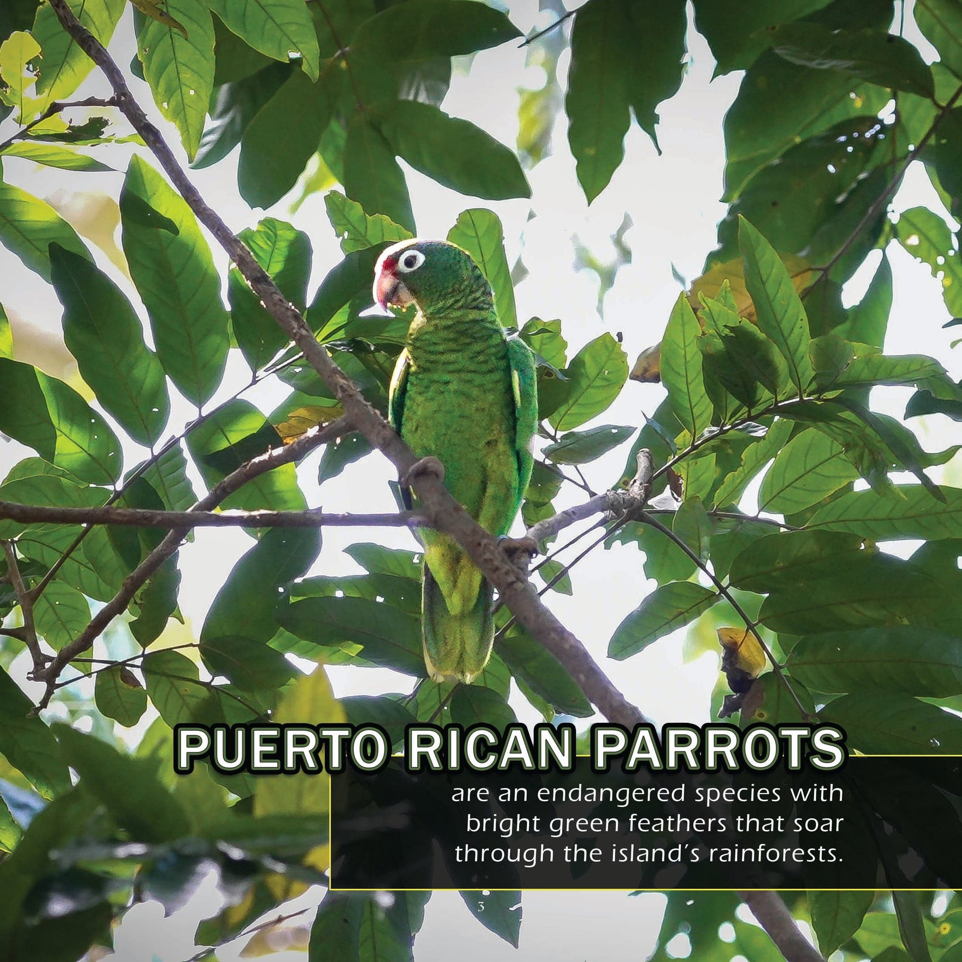 Animals of Puerto Rico! A My Incredible World Picture Book for Children