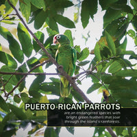 Animals of Puerto Rico! A My Incredible World Picture Book for Children
