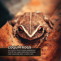 Animals of Puerto Rico! A My Incredible World Picture Book for Children