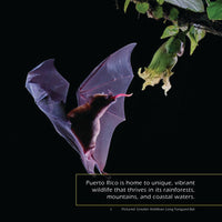 Animals of Puerto Rico! A My Incredible World Picture Book for Children
