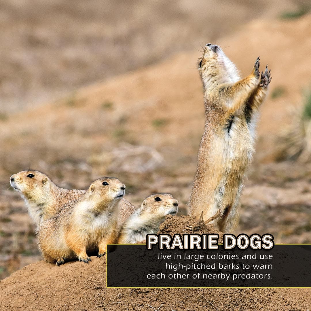 Animals of South Dakota! A My Incredible World Picture Book for Children