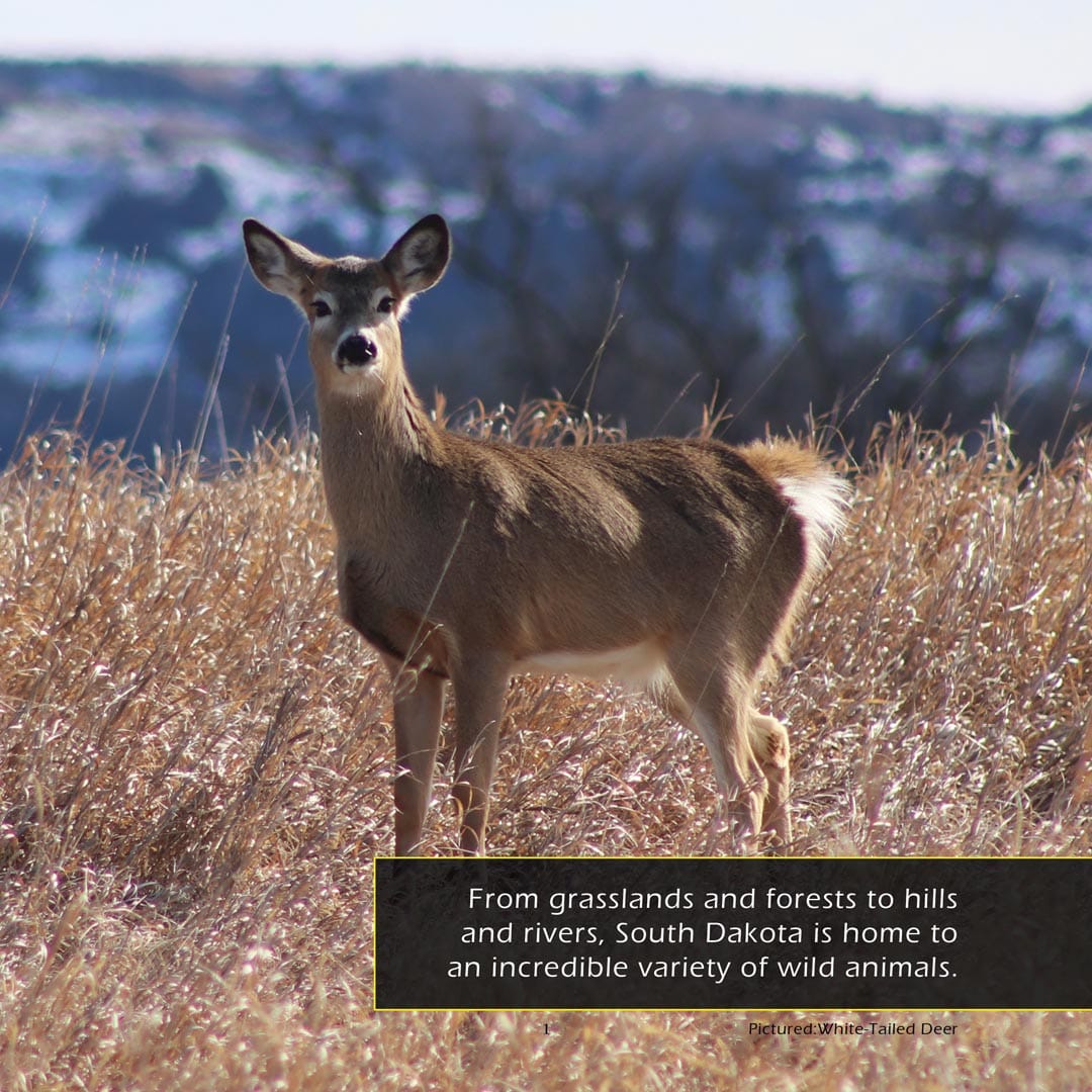 Animals of South Dakota! A My Incredible World Picture Book for Children