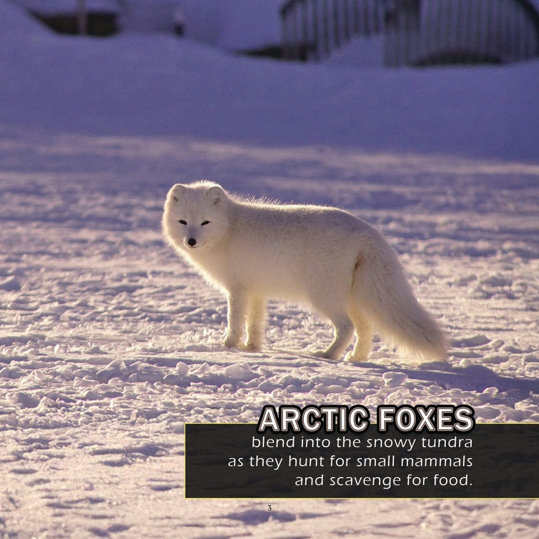 Animals of the Arctic! A My Incredible World Picture Book for Children