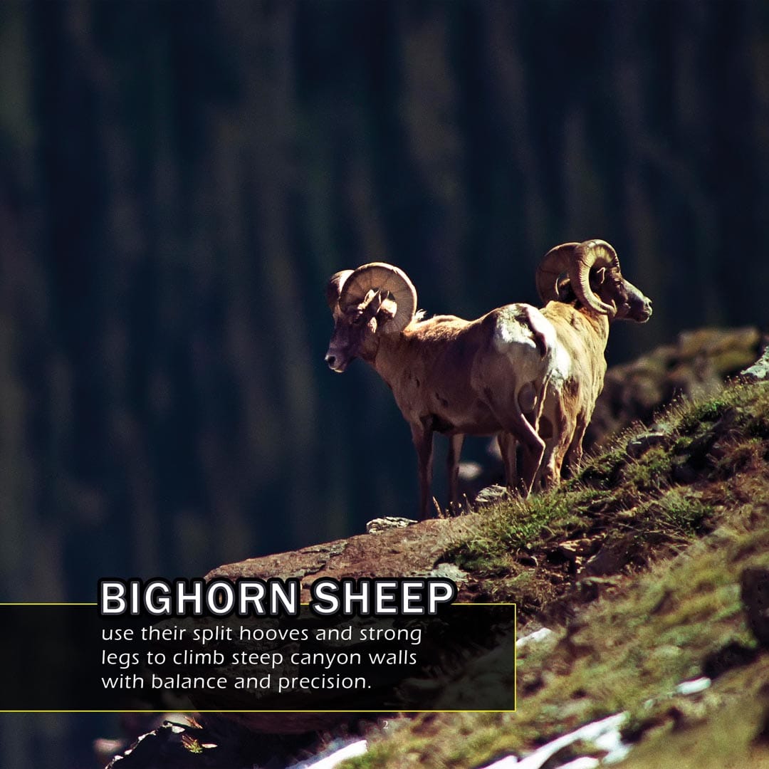 Animals of the Grand Canyon! A My Incredible World Picture Book for Children