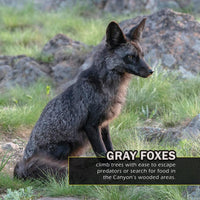 Animals of the Grand Canyon! A My Incredible World Picture Book for Children