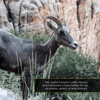 Animals of the Grand Canyon! A My Incredible World Picture Book for Children