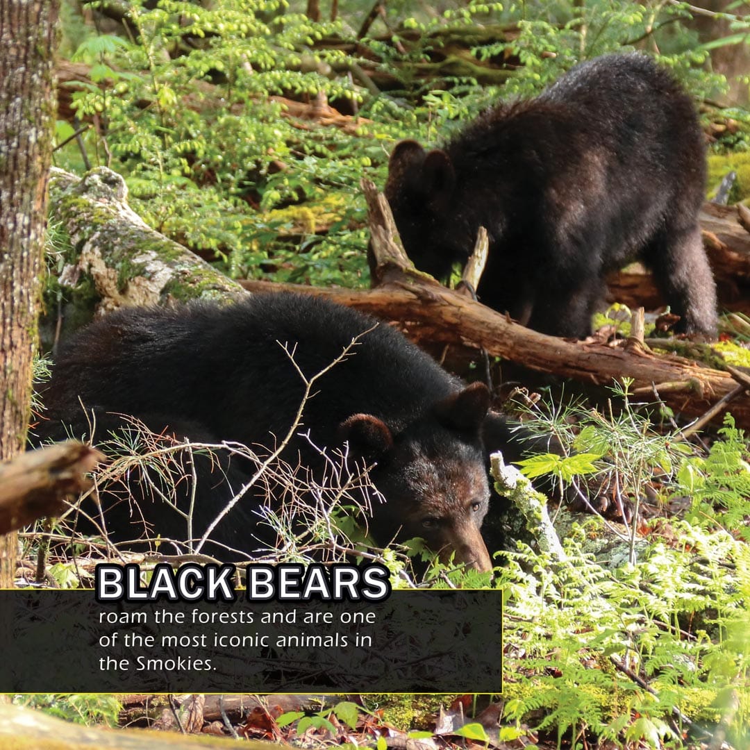 Animals of the Great Smoky Mountains! A My Incredible World Picture Book for Children