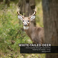 Animals of the Great Smoky Mountains! A My Incredible World Picture Book for Children