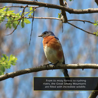 Animals of the Great Smoky Mountains! A My Incredible World Picture Book for Children
