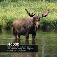 Animals of Vermont! A My Incredible World Picture Book for Children