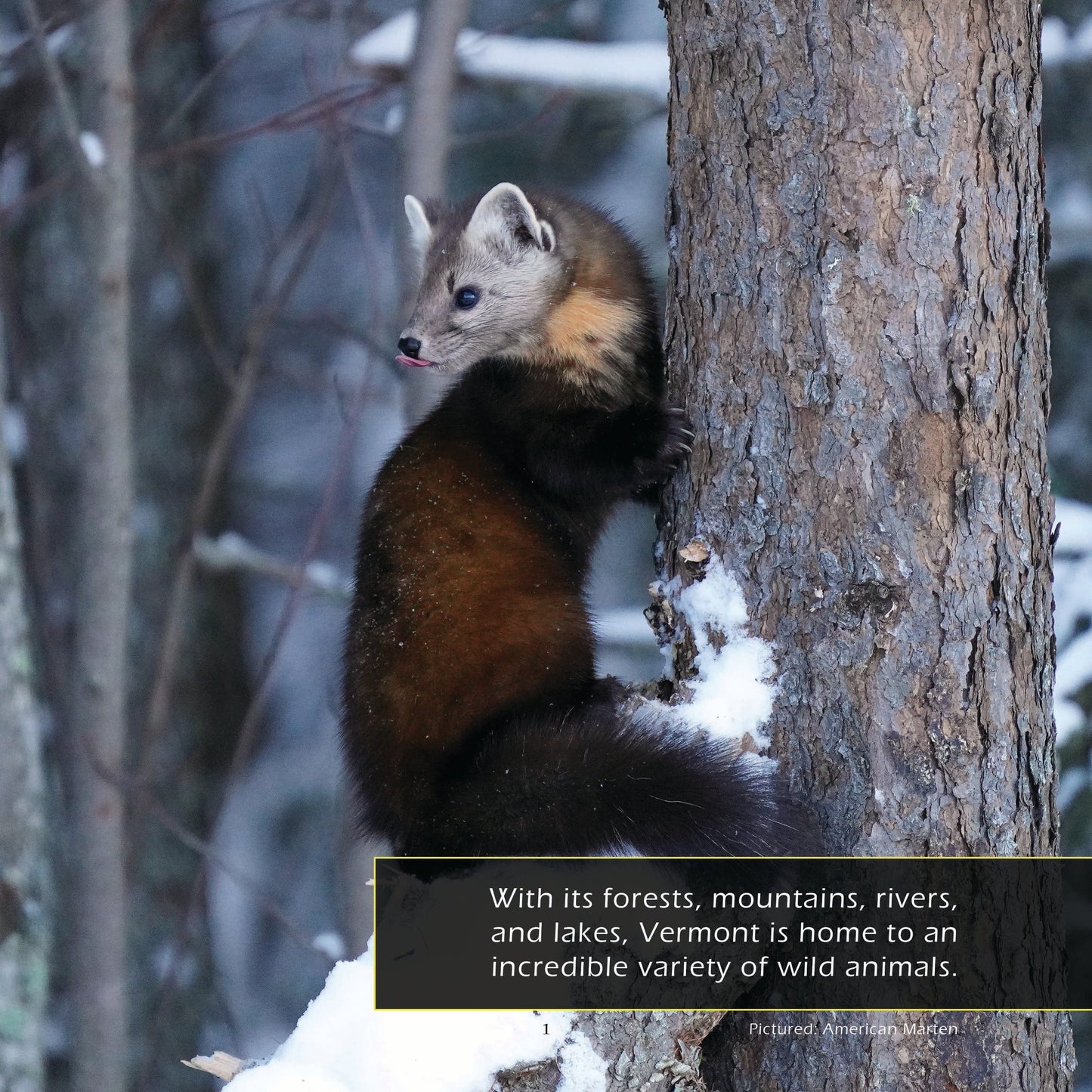 Animals of Vermont! A My Incredible World Picture Book for Children