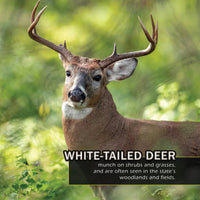 Animals of Vermont! A My Incredible World Picture Book for Children