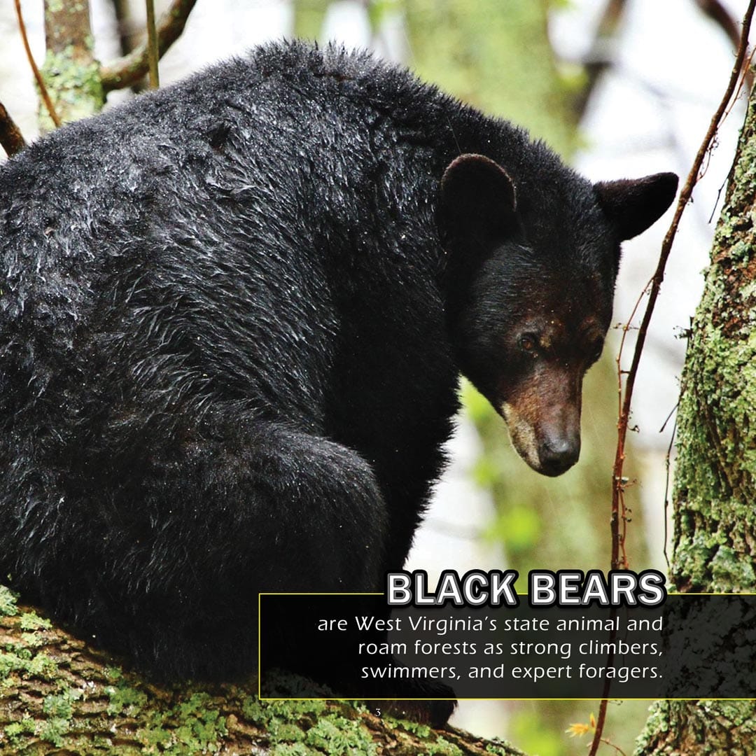 Animals of West Virginia! A My Incredible World Picture Book for Children