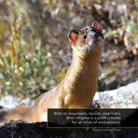 Animals of West Virginia! A My Incredible World Picture Book for Children