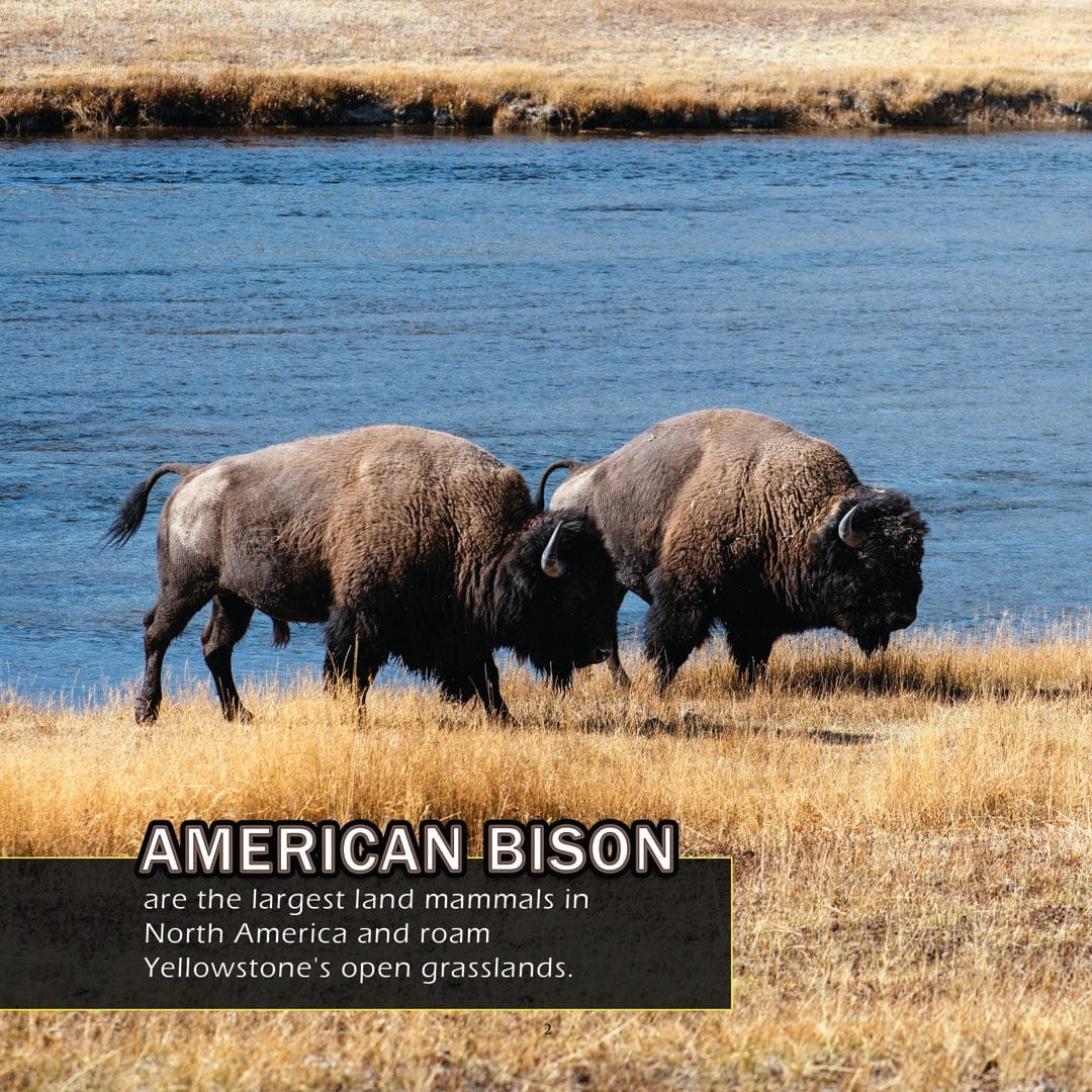 Animals of Yellowstone! A My Incredible World Picture Book for Children