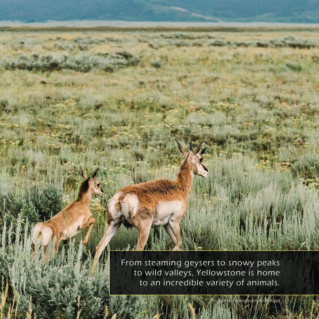Animals of Yellowstone! A My Incredible World Picture Book for Children