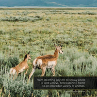 Animals of Yellowstone! A My Incredible World Picture Book for Children