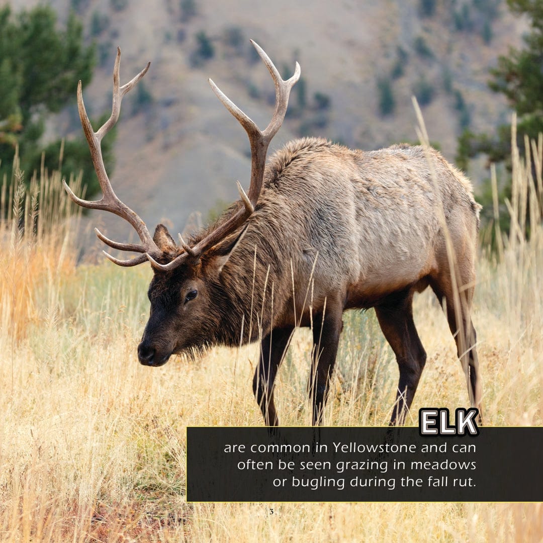 Animals of Yellowstone! A My Incredible World Picture Book for Children