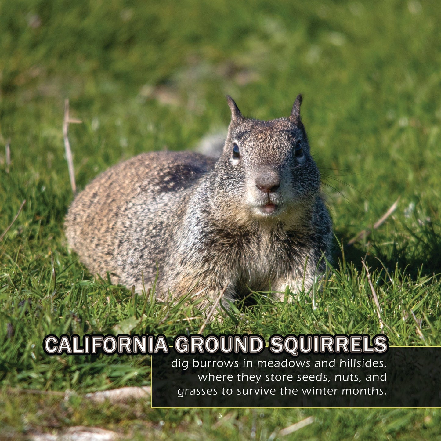 Animals of Yosemite! A My Incredible World Picture Book for Children