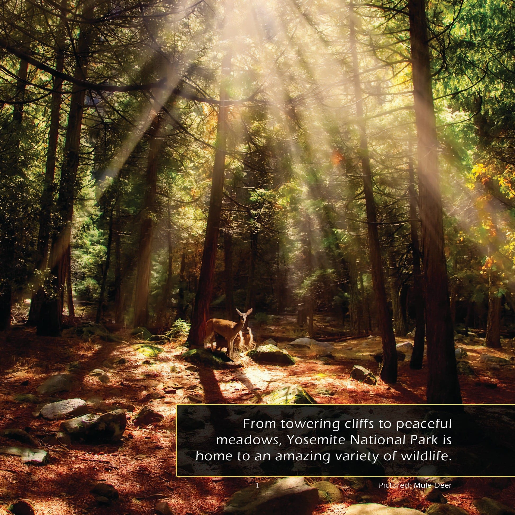 Animals of Yosemite! A My Incredible World Picture Book for Children
