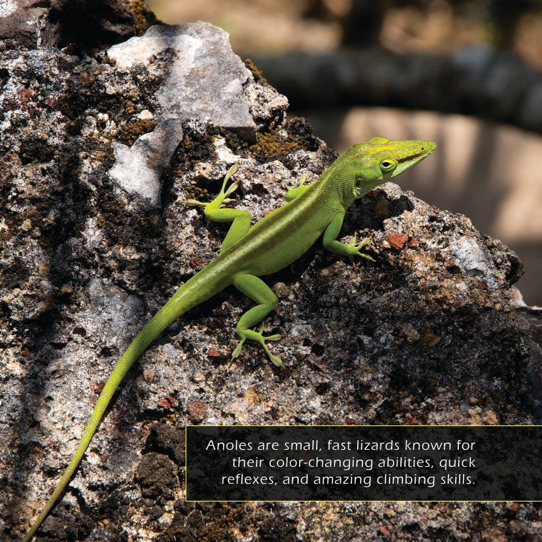 Anoles! A My Incredible World Picture Book for Children