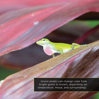 Anoles! A My Incredible World Picture Book for Children