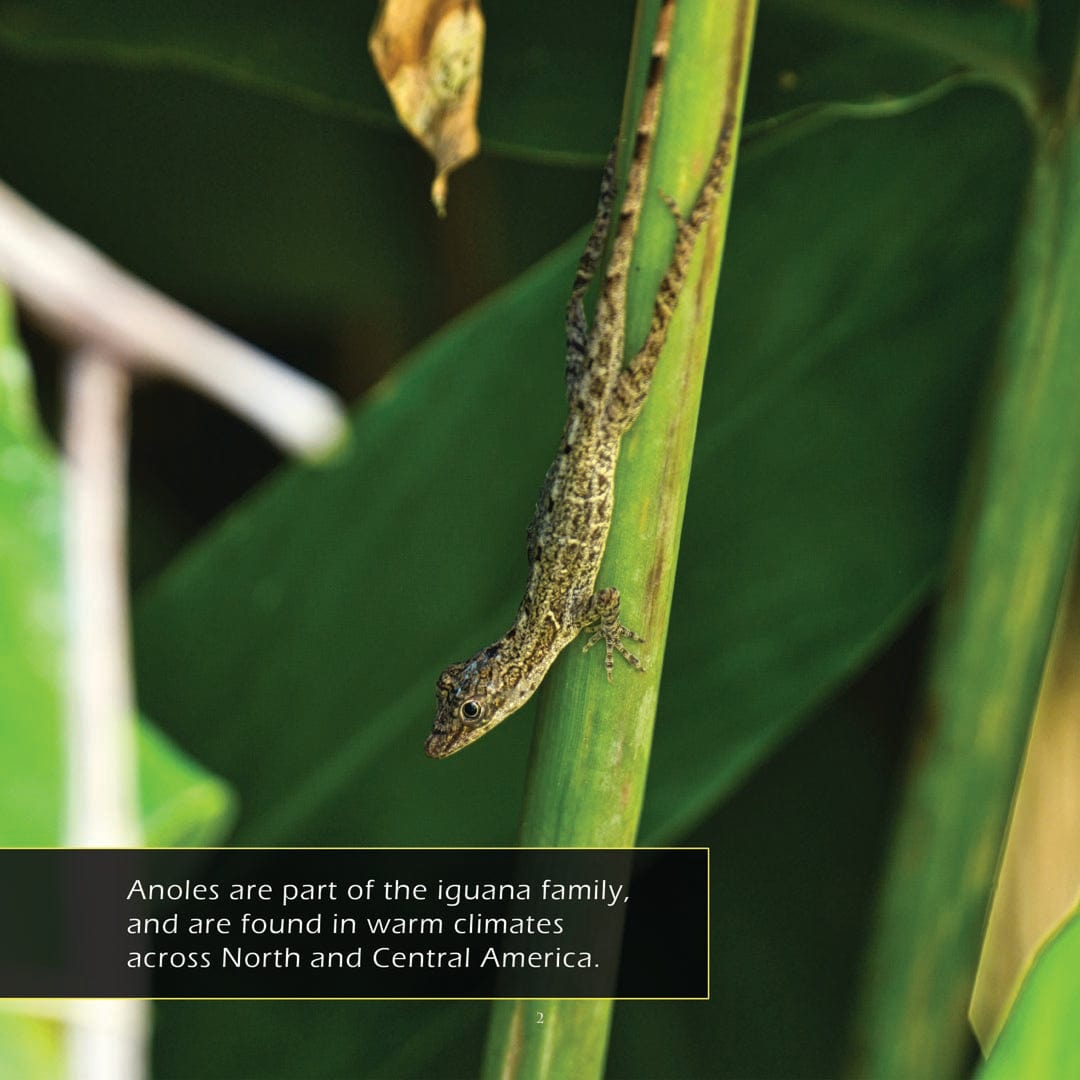 Anoles! A My Incredible World Picture Book for Children