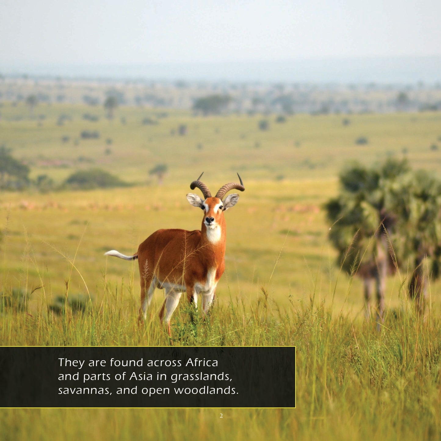 Antelope! A My Incredible World Picture Book for Children