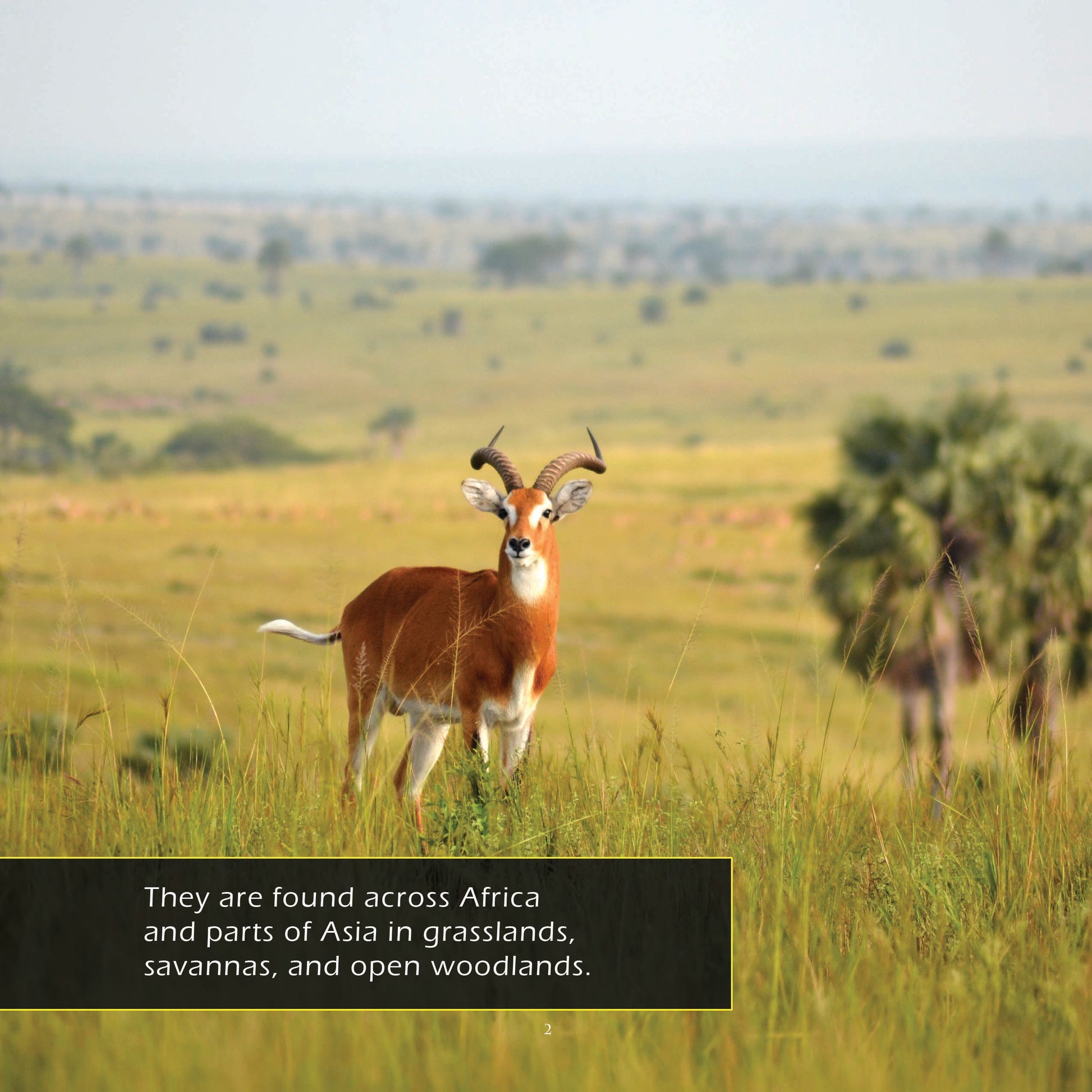 Antelope! A My Incredible World Picture Book for Children