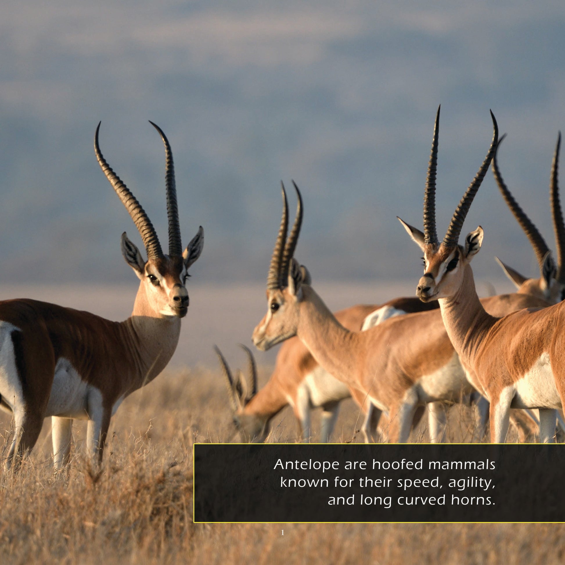 Antelope! A My Incredible World Picture Book for Children