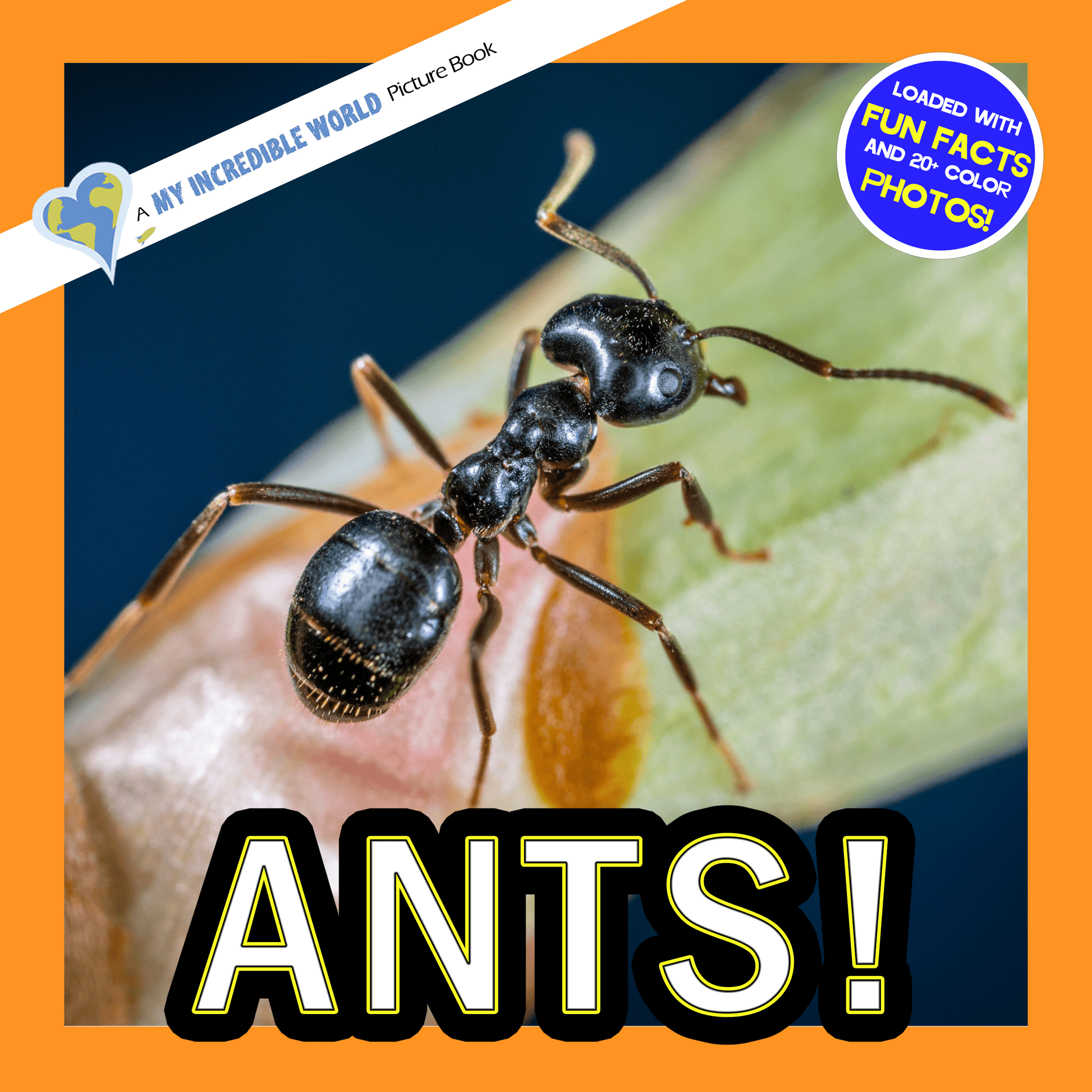 Ants! A My Incredible World Picture Book for Children