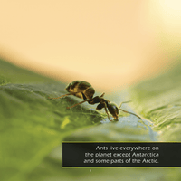 Ants! A My Incredible World Picture Book for Children