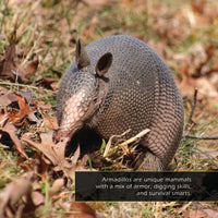 Armadillos! A My Incredible World Picture Book for Children
