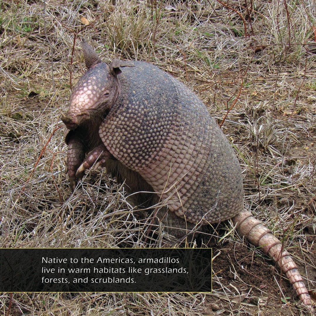 Armadillos! A My Incredible World Picture Book for Children
