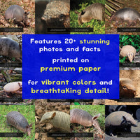 Armadillos! A My Incredible World Picture Book for Children