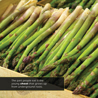 Asparagus! A My Incredible World Picture Book for Children