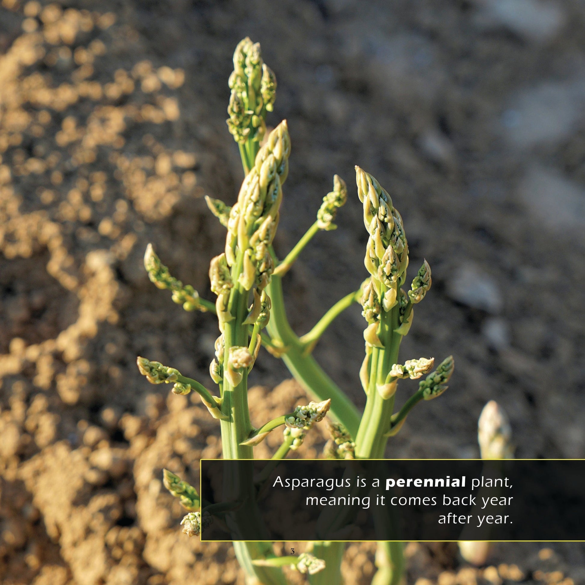 Asparagus! A My Incredible World Picture Book for Children