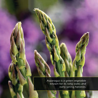 Asparagus! A My Incredible World Picture Book for Children