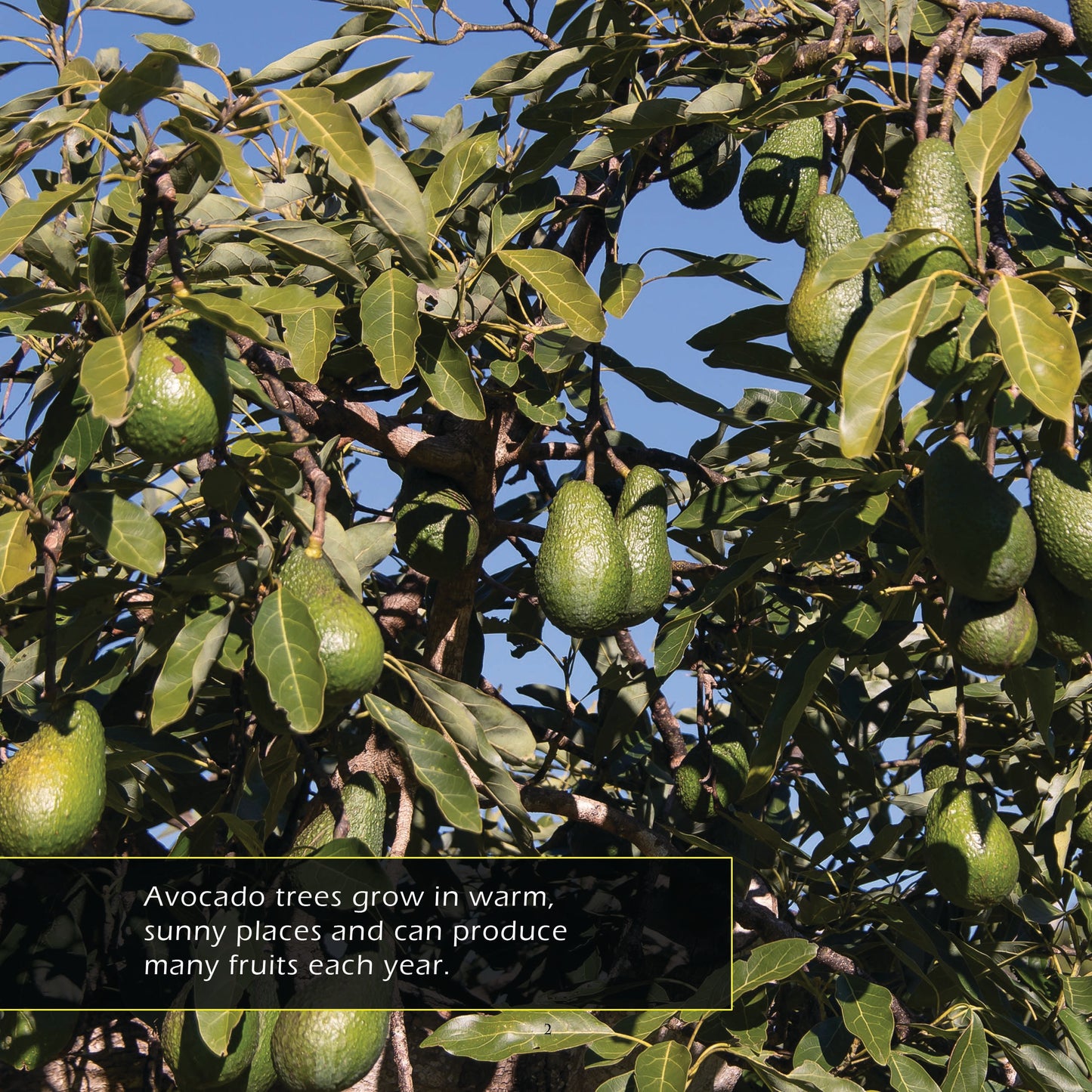 Avocados! A My Incredible World Picture Book for Children