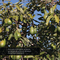 Avocados! A My Incredible World Picture Book for Children