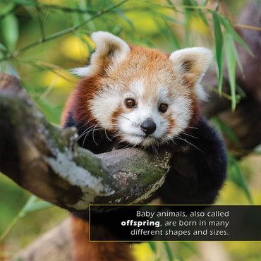 Baby Animals! A My Incredible World Picture Book for Children