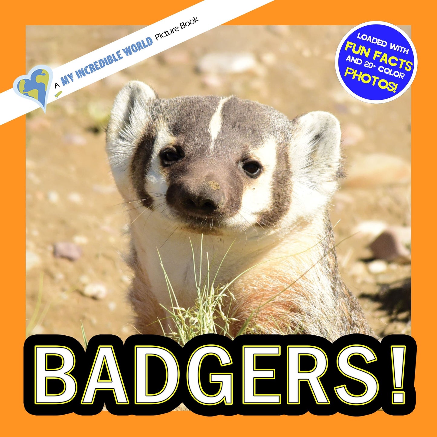 Badgers! A My Incredible World Picture Book for Children