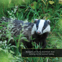 Badgers! A My Incredible World Picture Book for Children