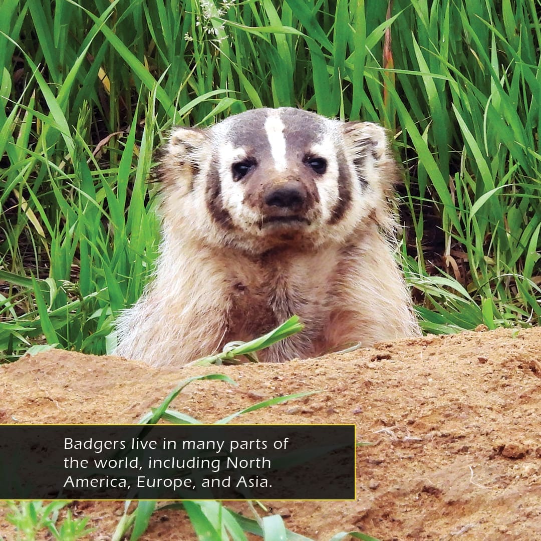 Badgers! A My Incredible World Picture Book for Children