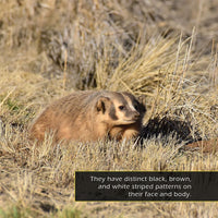 Badgers! A My Incredible World Picture Book for Children