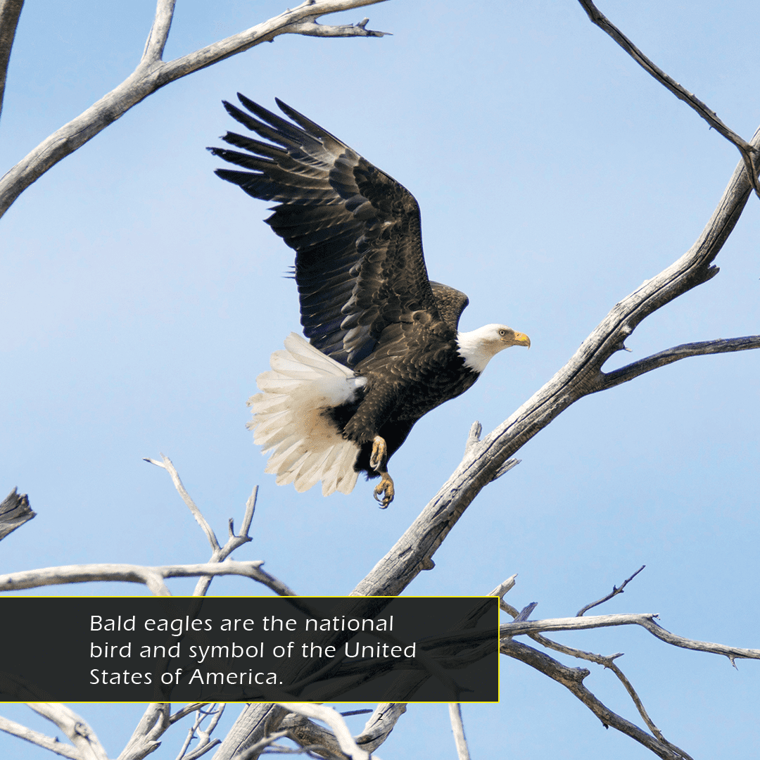 Bald Eagles! A My Incredible World Picture Book for Children