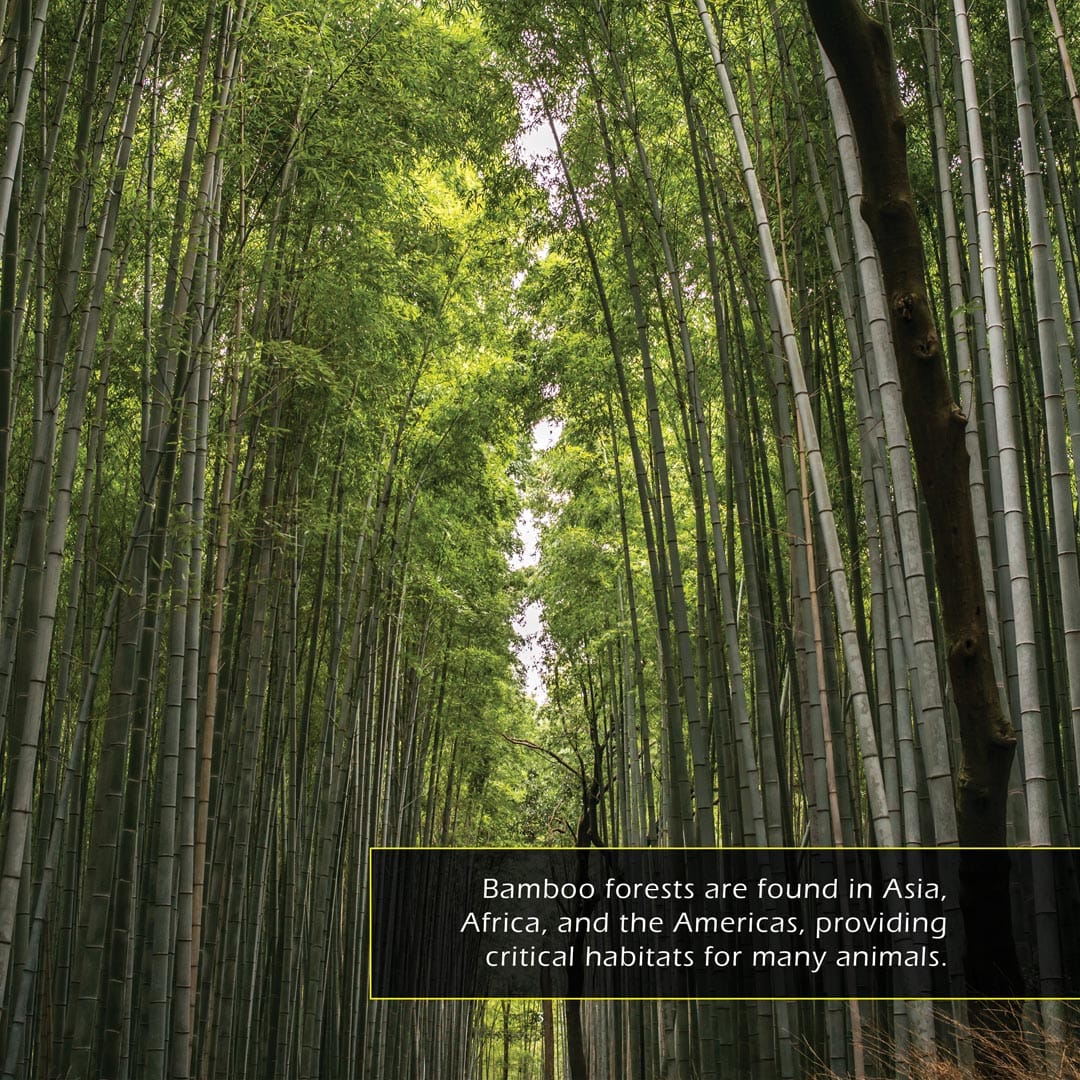 Bamboo! A My Incredible World Picture Book For Children